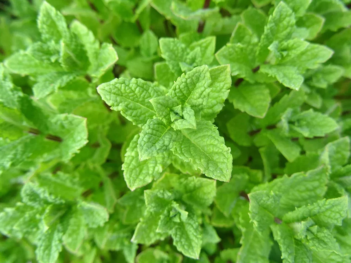 Peppermint Seeds - 1000 Non-GMO Seeds - Aromatic Mint for Culinary Use - Mentha × piperita - Ideal for Gardens and Teas