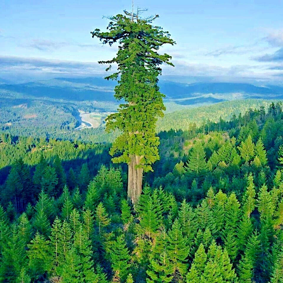Giant Sequoia Seeds - Fast Growing Sierra Redwood - Sequoiadendron Giganteum - Hardy Trees for Planting, Eco-Friendly Gardening