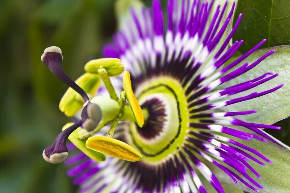 Passion Flower Seeds - 50+ Vine Seeds for Planting - Passiflora edulis - Ideal for Bonsai and Vertical Gardens