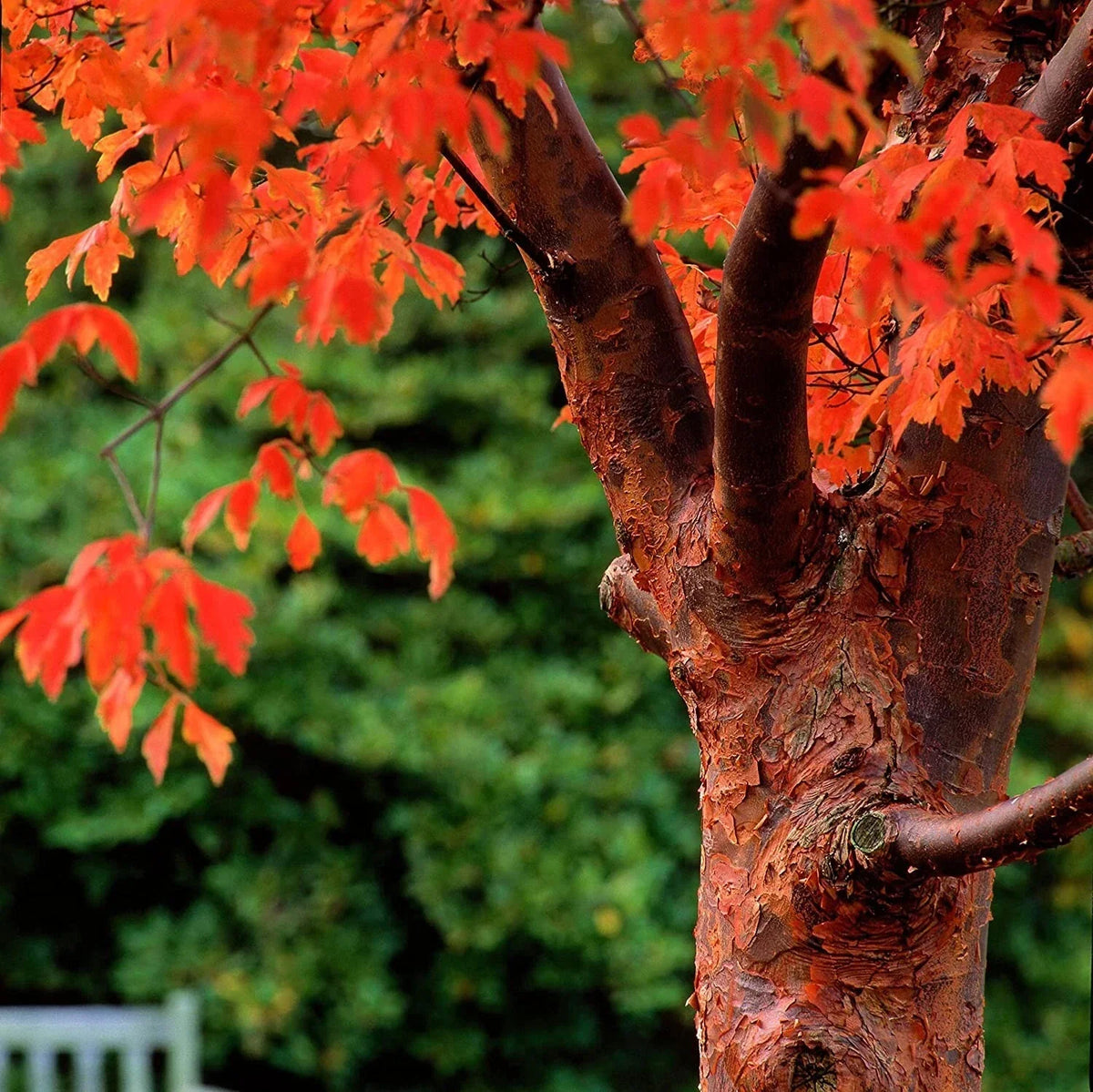 Paperbark Maple Tree Seeds - Acer griseum - Stunning Cinnamon Bark for Planting - Low Maintenance Garden Addition