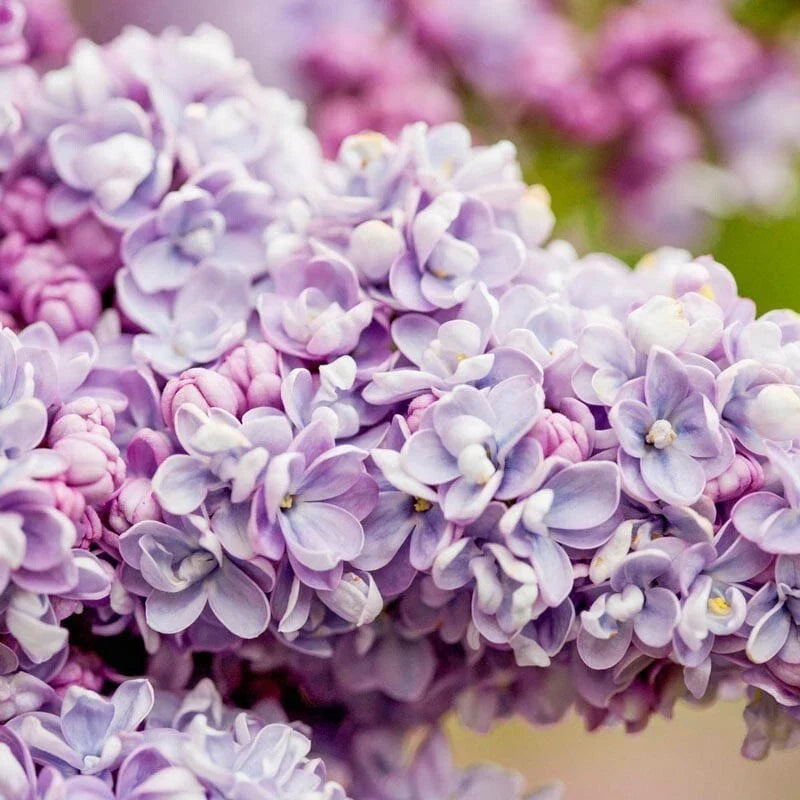 25 Lilac Seeds - Purple President Gra Perennial - Syringa vulgaris - Fragrant Flowering Plant for Gardens and Landscapes