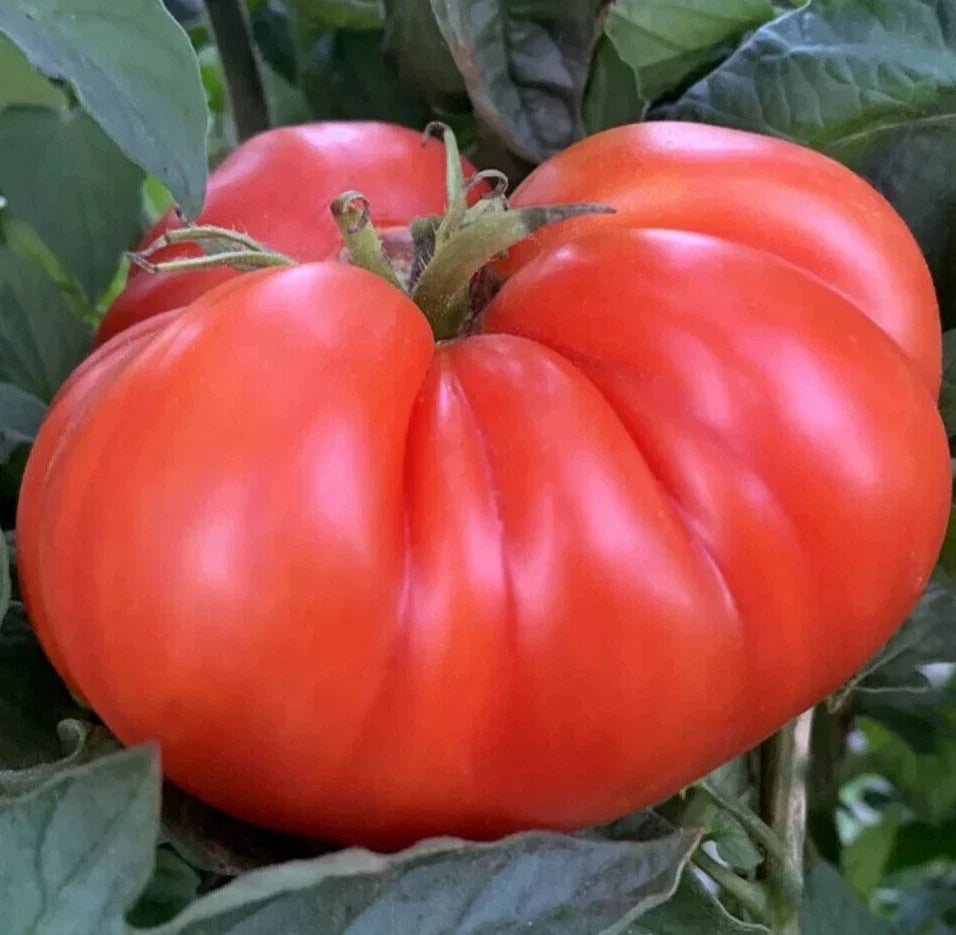 Mortgage Lifter Tomato Seeds 50+ Indeterminate Beefsteak Solanum lycopersicum - Ideal for Vegetable Garden, High Yield