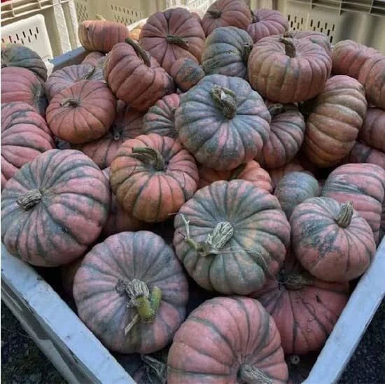 Speckled Hound Squash Seeds - 10 Seeds - Black Table Squash (Cucurbita pepo) for Planting - Non-GMO, Delicious Fruit