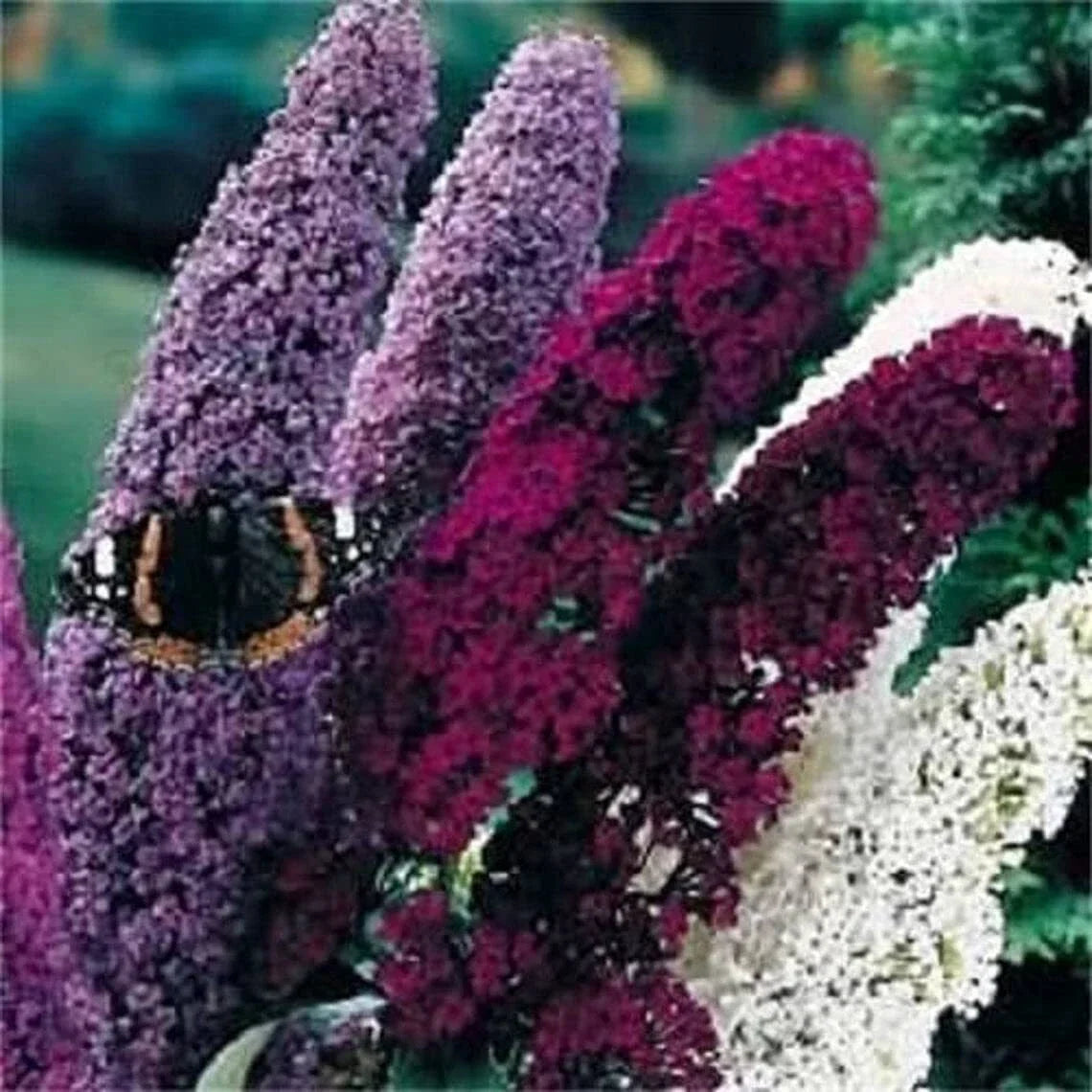 Mixed Colors Butterfly Bush Seeds - 150 Count Buddleia Davidii for Vibrant Garden Blooms, Attracts Butterflies, Low Maintenance