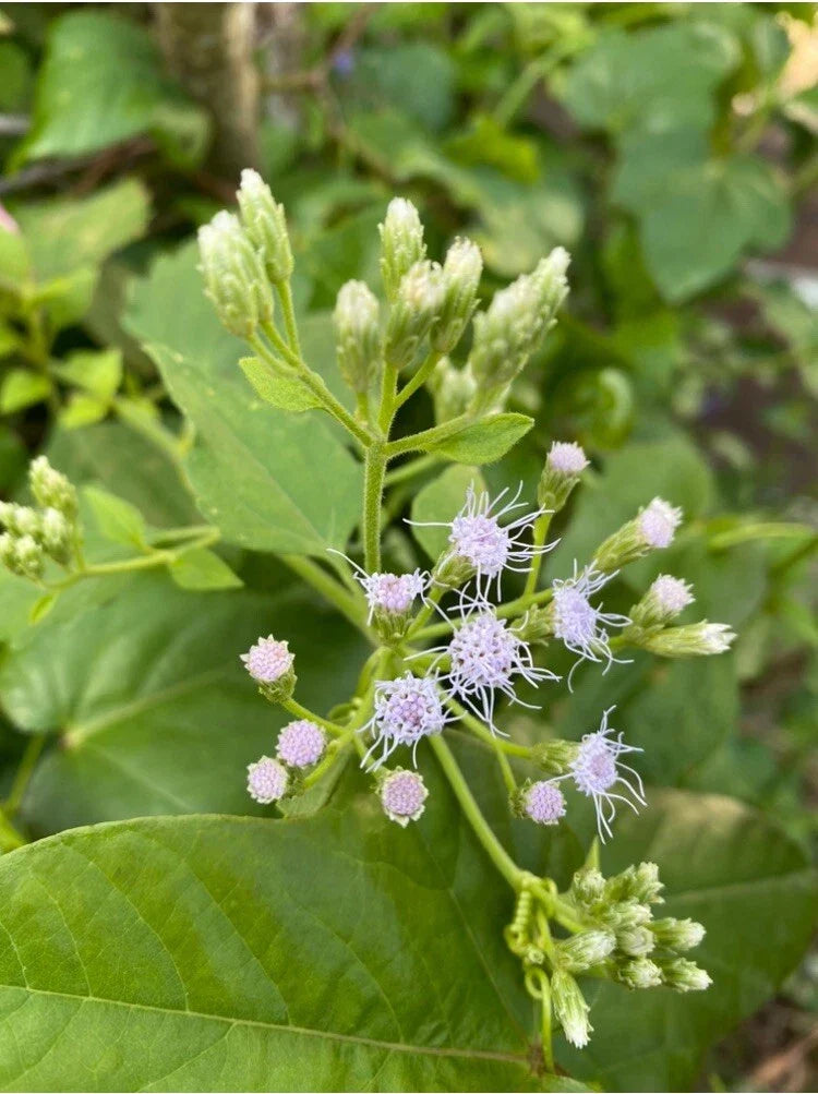 Jack The Bush Cuttings - 15 Pack Organic Chromolaena Odorata - Butterfly Garden Plant - Pesticide Free, No Soil, No Roots