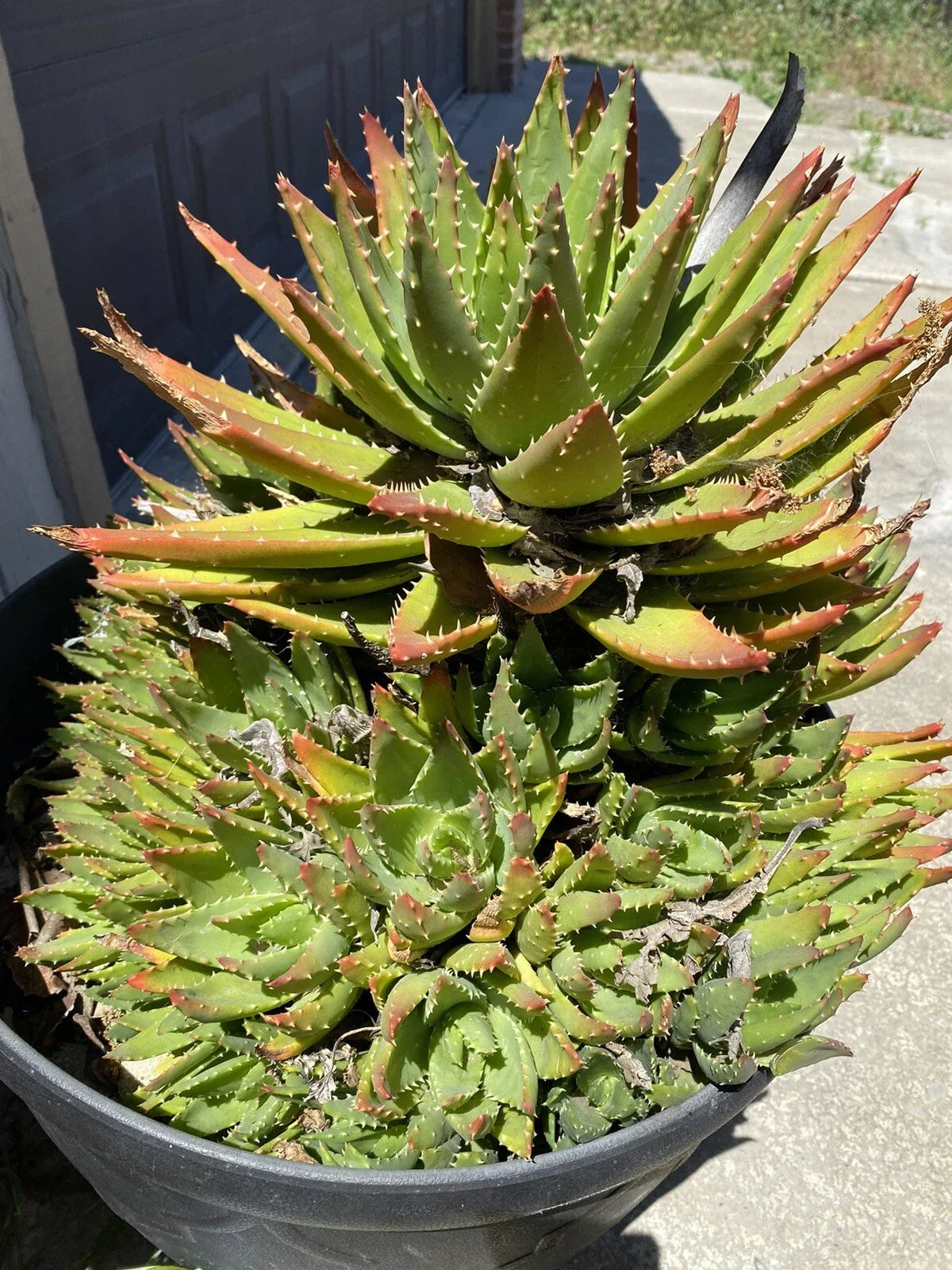 Aloe Brevifolia Succulent Pup - Short Leaved Crocodile Plant - Decorative Indoor Houseplant - Easy Care Succulent