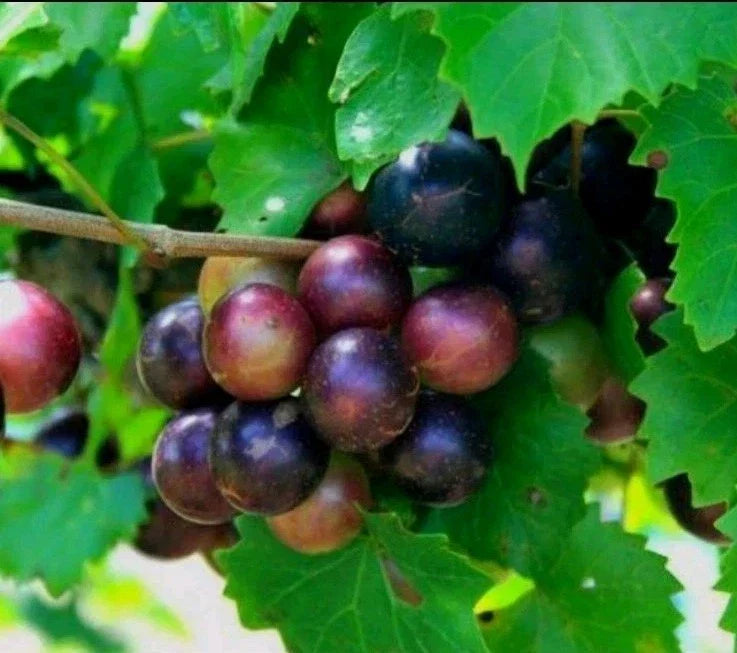 Muscadine Grape Plant Cuttings - 10 Total (5 Male + 5 Female) - Southern Native Wild Fruit (Vitis rotundifolia)