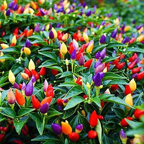5 Color Pepper Plant Seeds | 25+ Seeds | Capsicum annuum | Exotic Colorful Variety for Gardening and Culinary Use