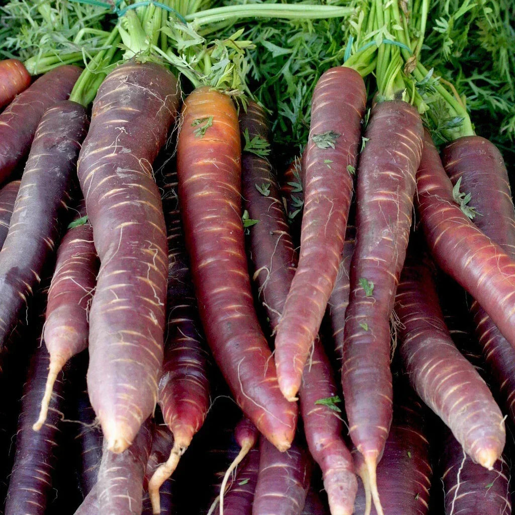 Cosmic Purple Carrot Seeds - 1000+ Non-GMO Heirloom Seeds - Daucus carota - USA Grown for Home Gardens and Containers
