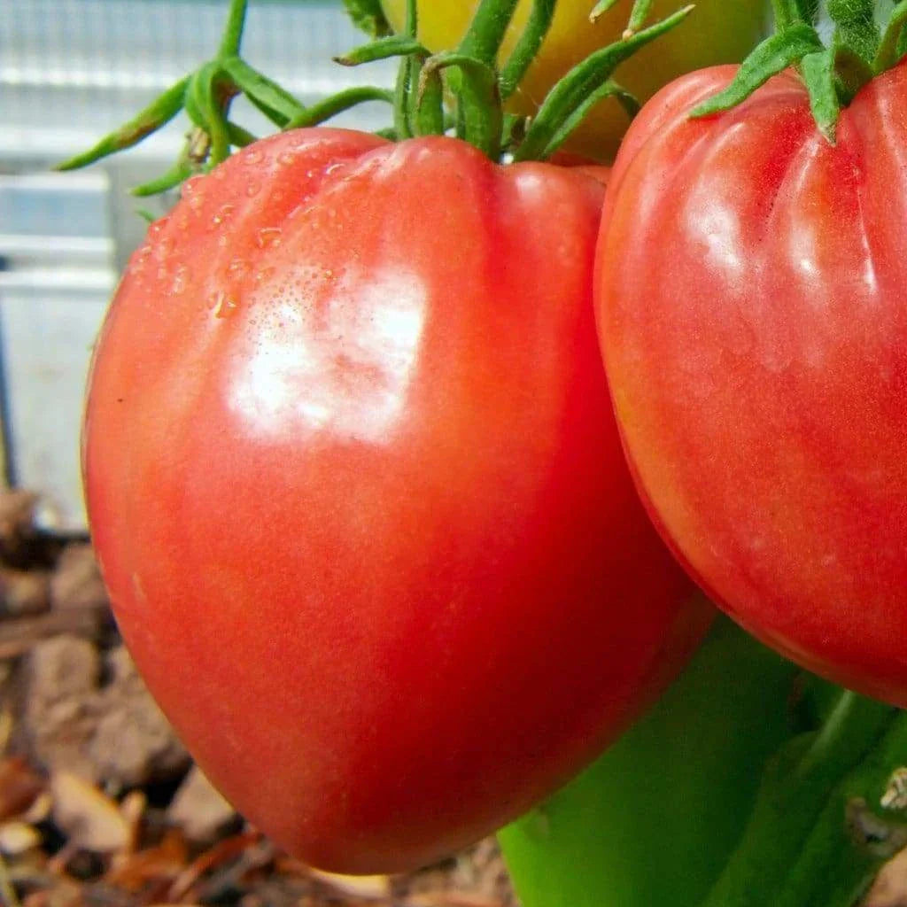 Pink Oxheart Tomato Seeds | Large NON-GMO Heirloom Variety | Solanum lycopersicum | Ideal for Gardens & Containers