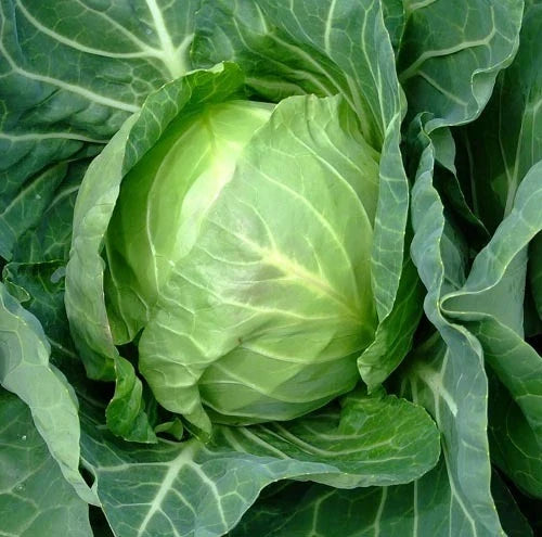 Cabbage Seeds 150 Count Packet Copenhagen Market Brassica oleracea var. capitata Non-GMO Heirloom Garden Seeds