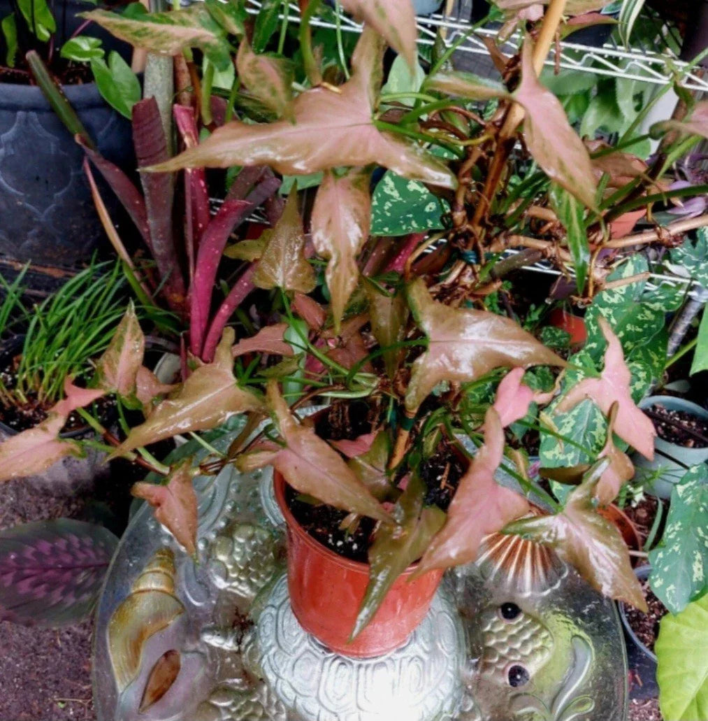 Pink Dwarf Syngonium Plant 4-inch Rare Indoor Houseplant Syngonium podophyllum Pink Variegated Foliage