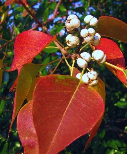 Chinese Tallow Tree Live Plants 1ft Bare Root Triadica Sebifera Fast Growing Ornamental Shade Tree 3 Pack