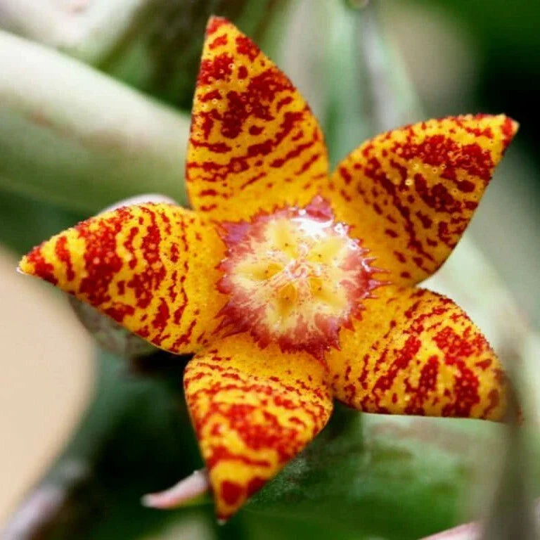 Orbea Schweinfurthii Orange Carrion Flower 3.5" Pot | Well-Rooted Succulent Plant | Drought-Tolerant Indoor/Outdoor Garden