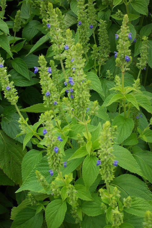 Chia Seeds Non-GMO - Salvia hispanica - Various Sizes Available - Healthy Superfood for Smoothies, Baking & More