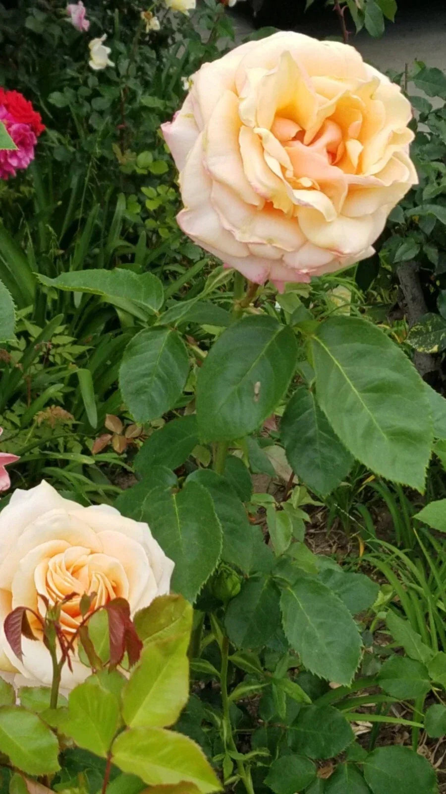 Fresh Live Cuttings - Creamy Apricot Rose with Rosy Edges - Rosa 'Creamy Apricot' - Ideal for Garden and Arrangements