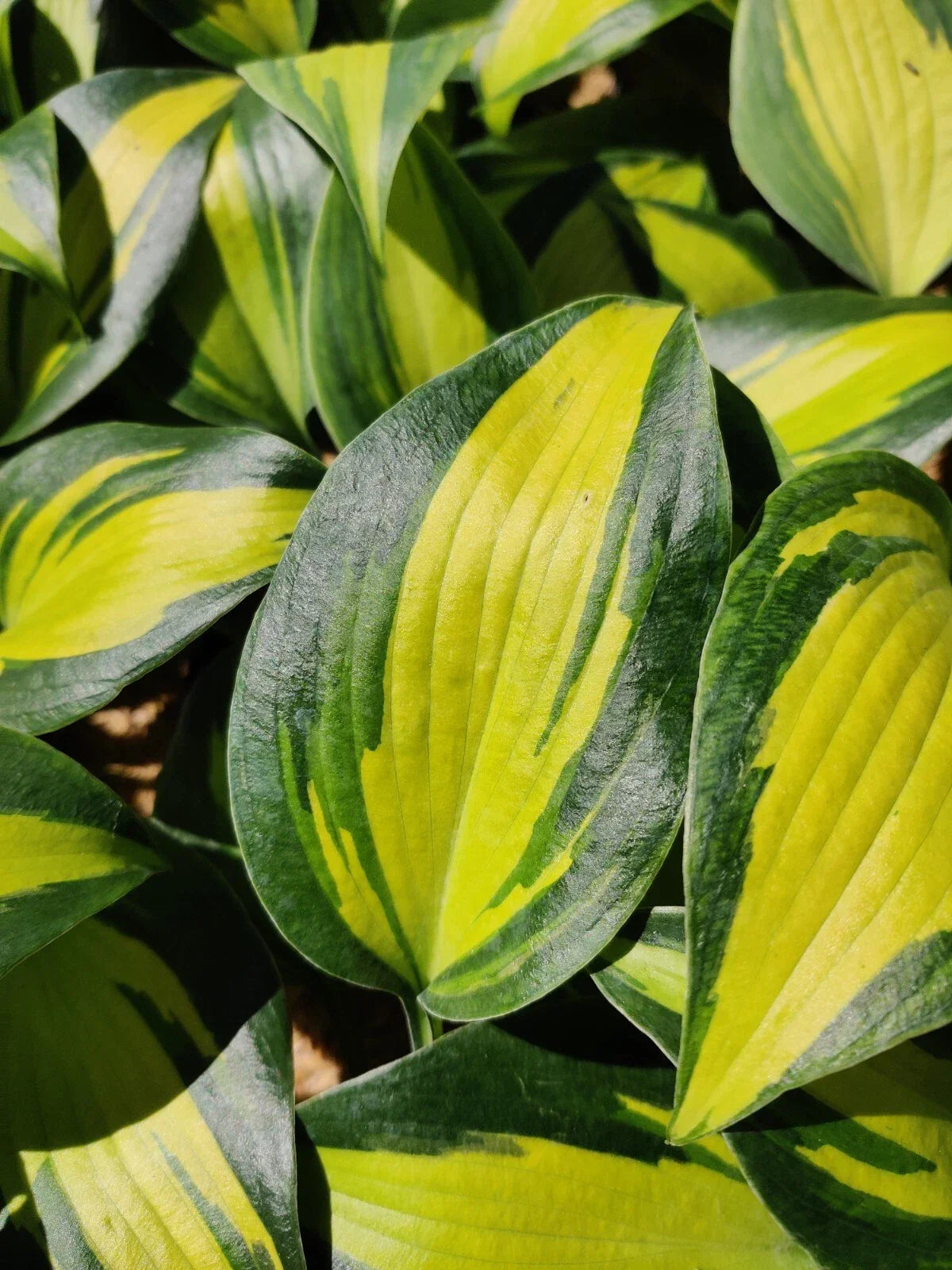 Hosta Party Popper Plant 5.25" Pot | Colorful Perennial for Shade | Hosta spp. | Low Maintenance Garden Plant
