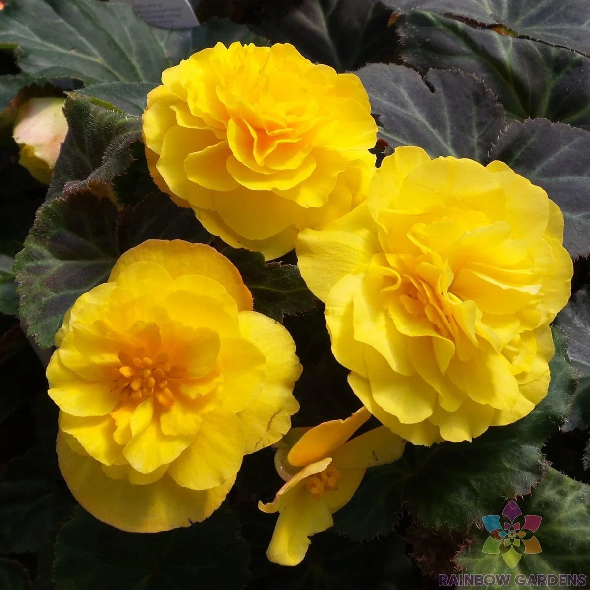 Mocca Yellow Begonia Seeds - 25+ Pack - Begonia x tuberhybrida - Vibrant Yellow Flowers for Garden & Indoor Planting