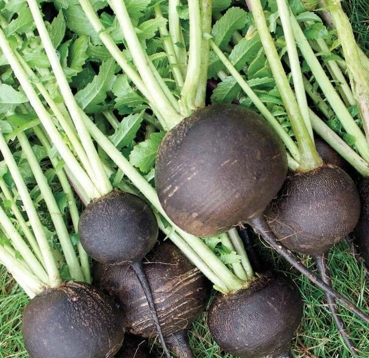 Black Spanish Round Radish Seeds 200+ Pack - Heirloom Raphanus sativus - Unique Black Skin, Crisp Flavor for Garden