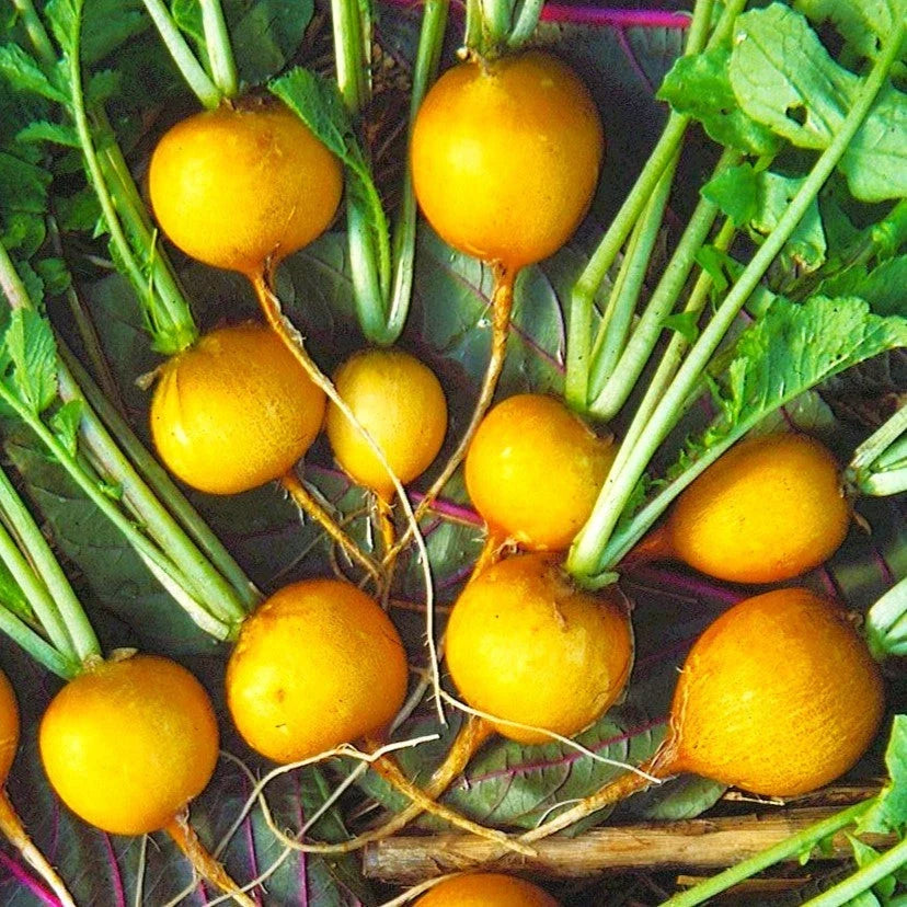 Golden Helios Radish Seeds - Yellow Globe Variety, Raphanus sativus, 100 Seeds for 2025 Planting, Fast-Growing & Nutrient-Rich