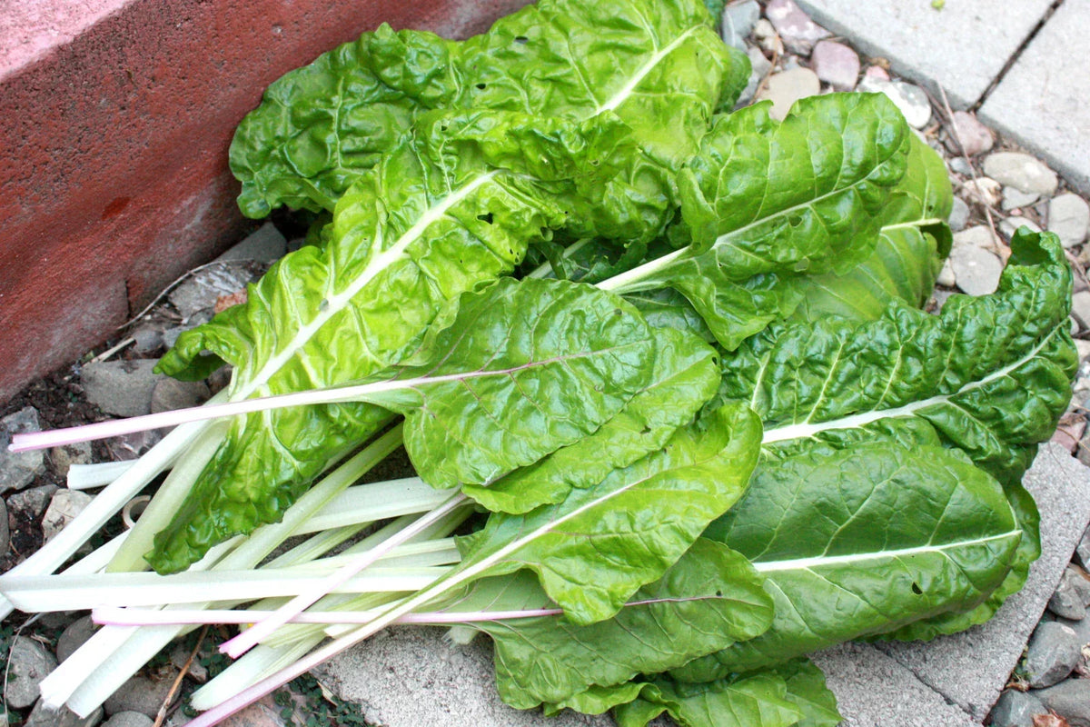 Swiss Chard Seeds - 105 Seeds Fordhook Swiss Chard - Beta vulgaris subsp. vulgaris - Nutritious Salad Greens for Garden