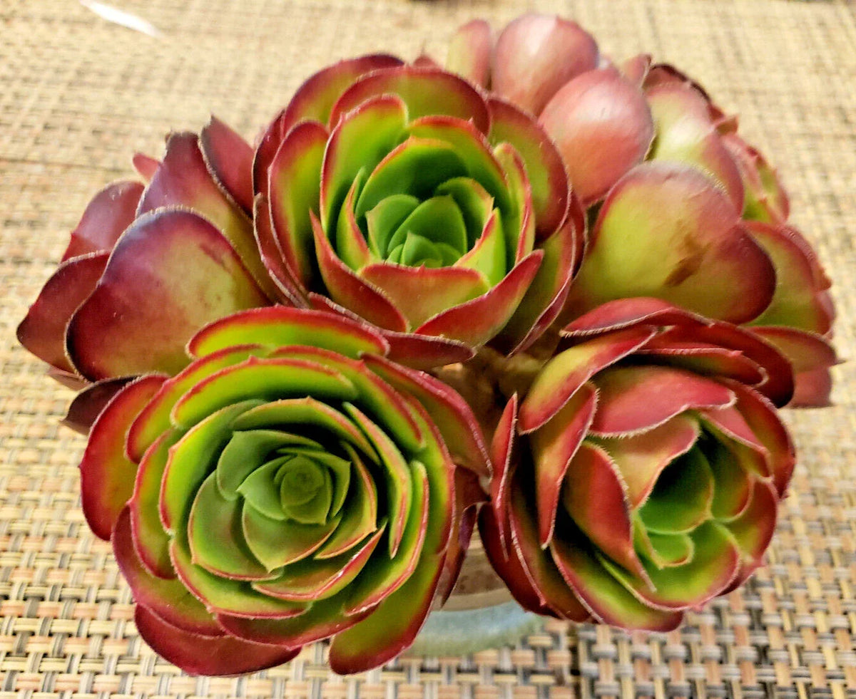 Medium Size Aeonium 'Velour' Cutting - 2 Inch Succulent for Indoor Gardening - Drought-Resistant Propagation Plant