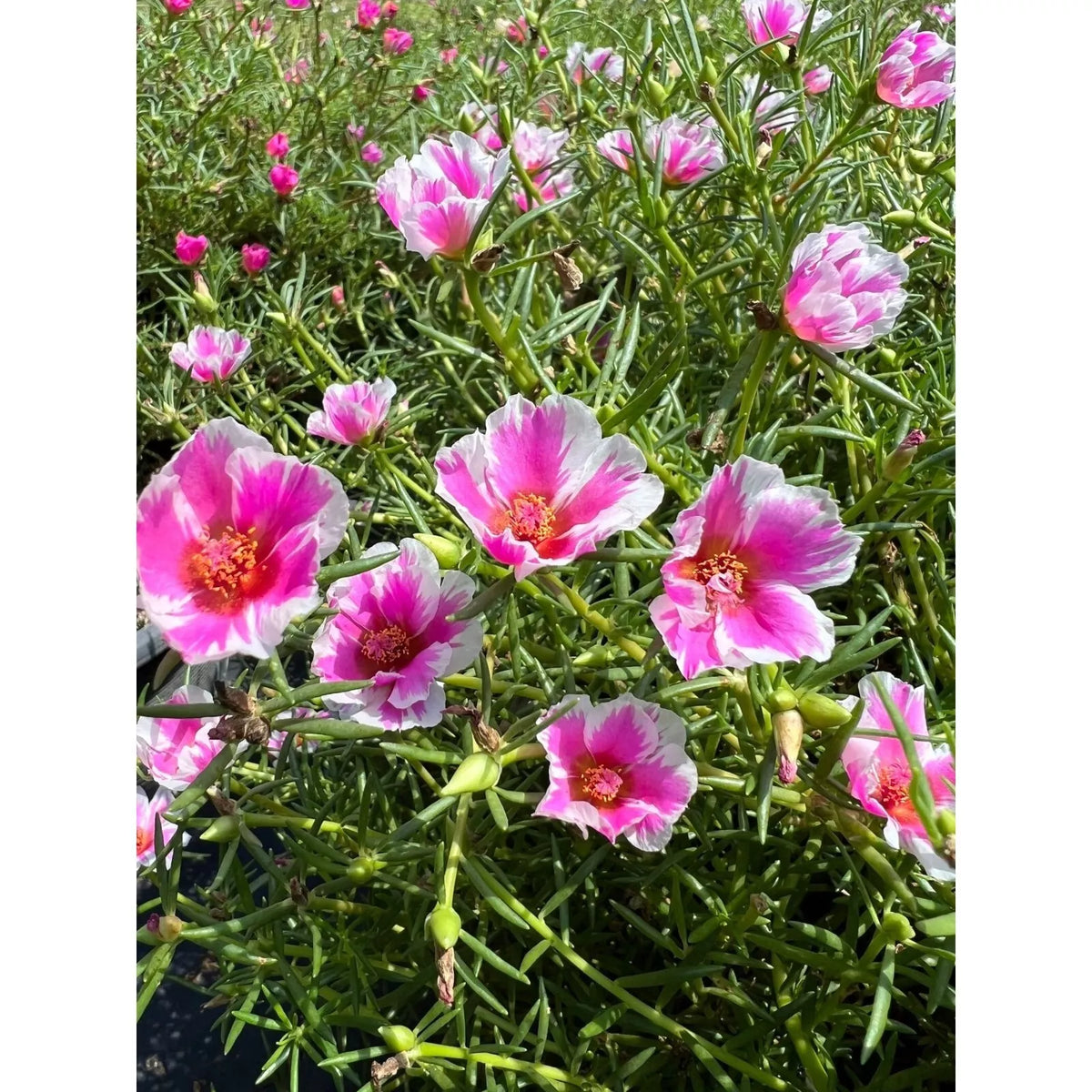 Pinky Star Cuttings - Succulent Ground Cover Plant - Portulaca grandiflora - Vibrant Pink Flowers - Low-Maintenance Garden Gem