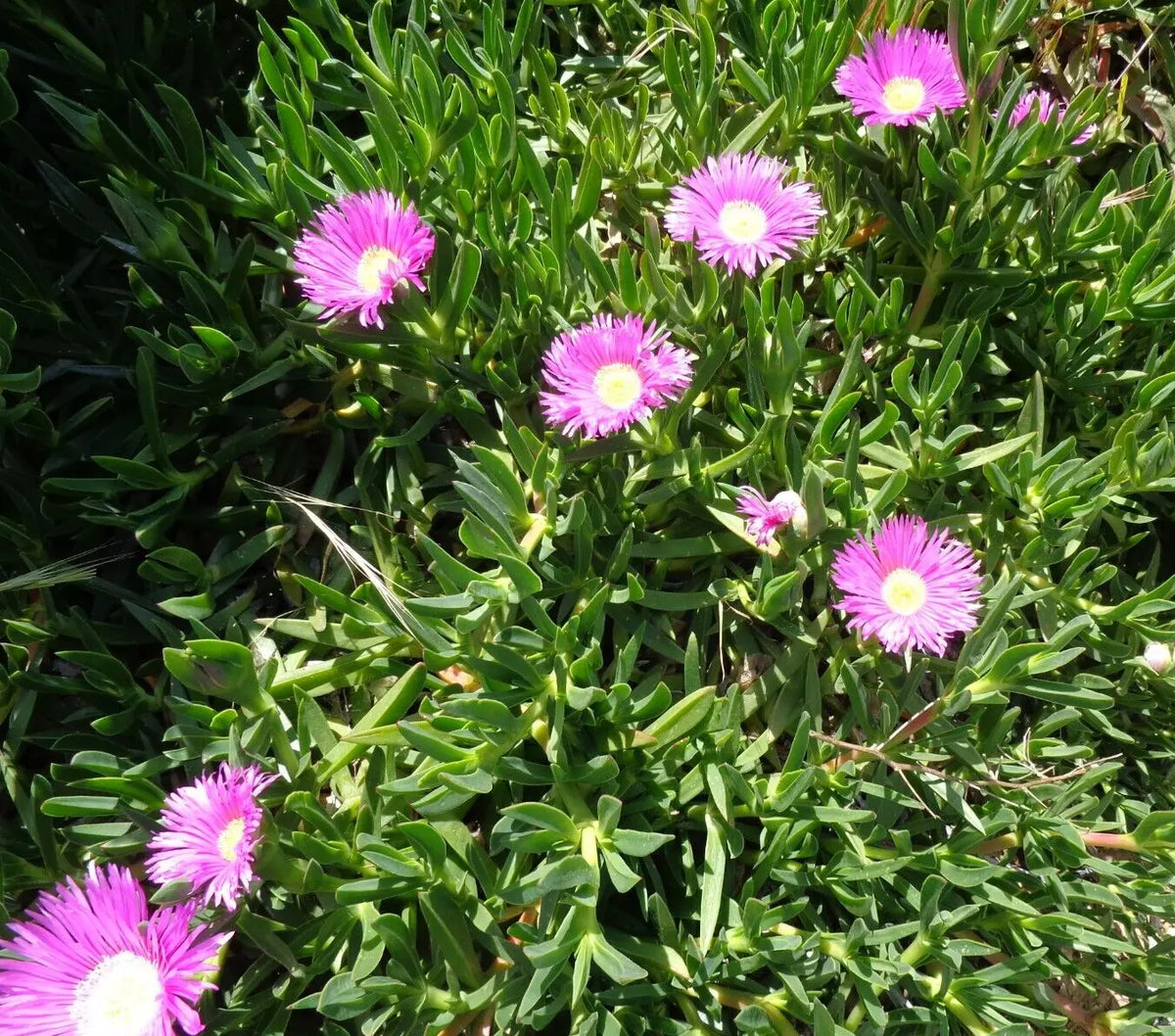 Ice Plant Cuttings 6-Pack 4-7" Purple Pink Ground Cover Succulent Delosperma cooperi - Drought-Tolerant, Low Maintenance