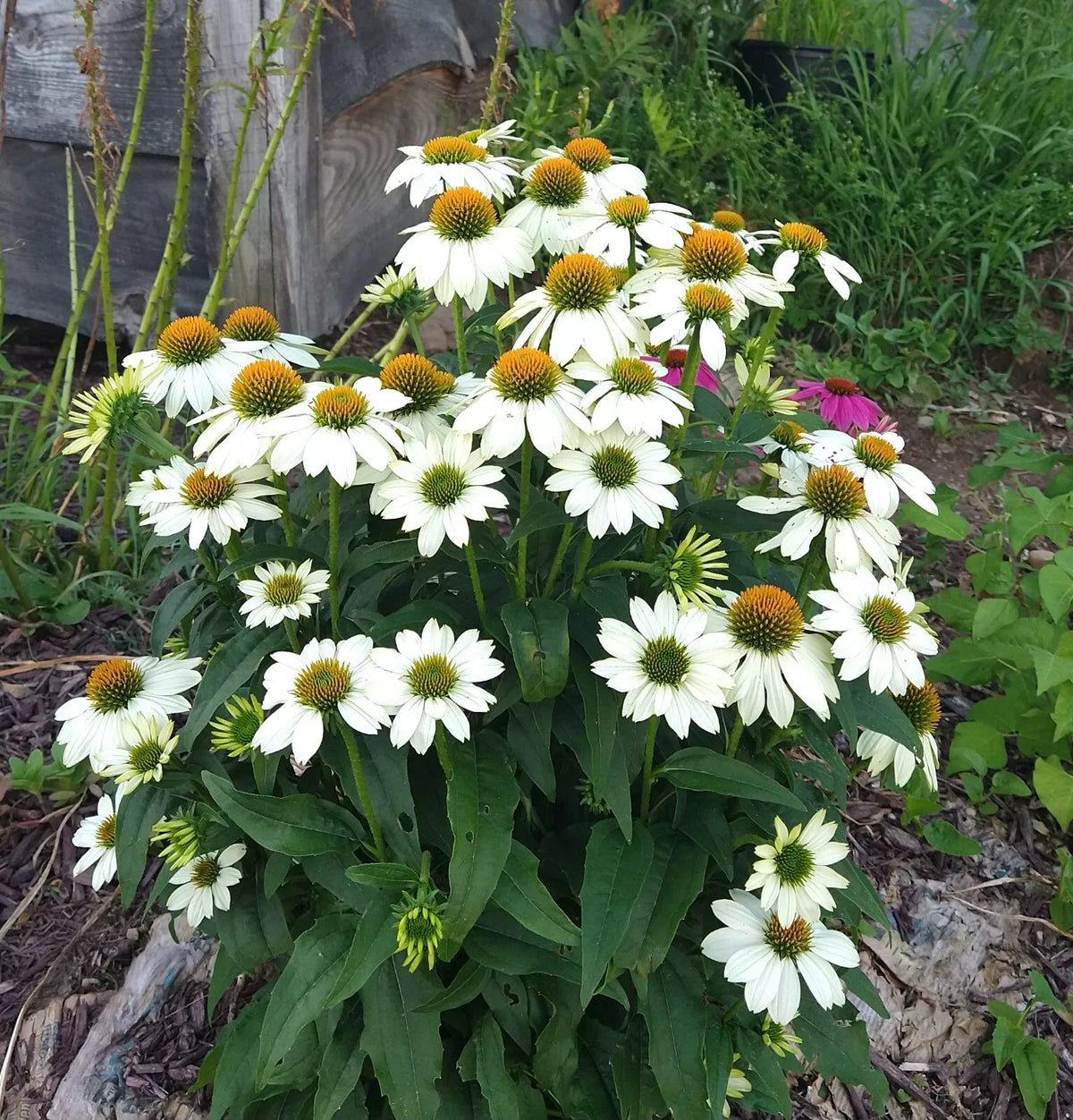Echinacea "Pow Wow White" Starter Plants, 4 Plugs, Attracts Pollinators, Echinacea purpurea, Perennial Flowers