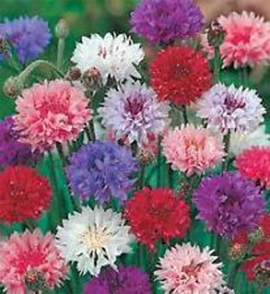 Bachelor Button Seeds 50 Count Tall Mix Colorful Blooms Centaurea cyanus Non-GMO Pollinator-Friendly Garden Seeds