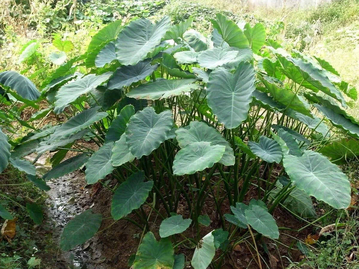 Jumbo Elephant Ear Bulbs 3 Pack - Tropical Plant Colocasia esculenta - Lush Green Foliage for Garden or Patio