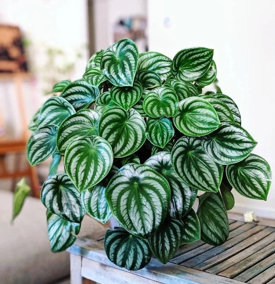 Watermelon Peperomia Starter Plant 4-7" Air Purifying Peperomia argyreia - Compact Bushy Green Foliage, No Pot