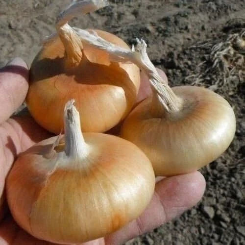Cipollini Onion Seeds 400+ Heirloom Organic Yellow Sweet Allium cepa - Non-GMO Flat Onion Seeds for Home Gardeners