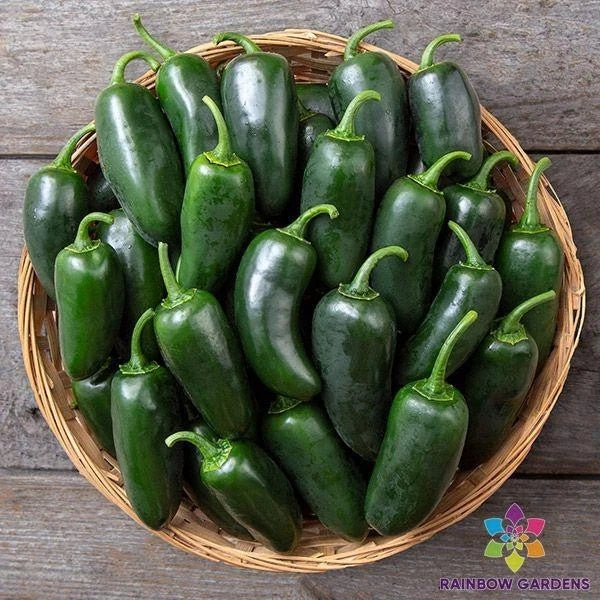 Black Jalapeno Seeds - 25+ Pack - Capsicum annuum - USA Grown Hot Pepper Seeds for Gardening and Cooking