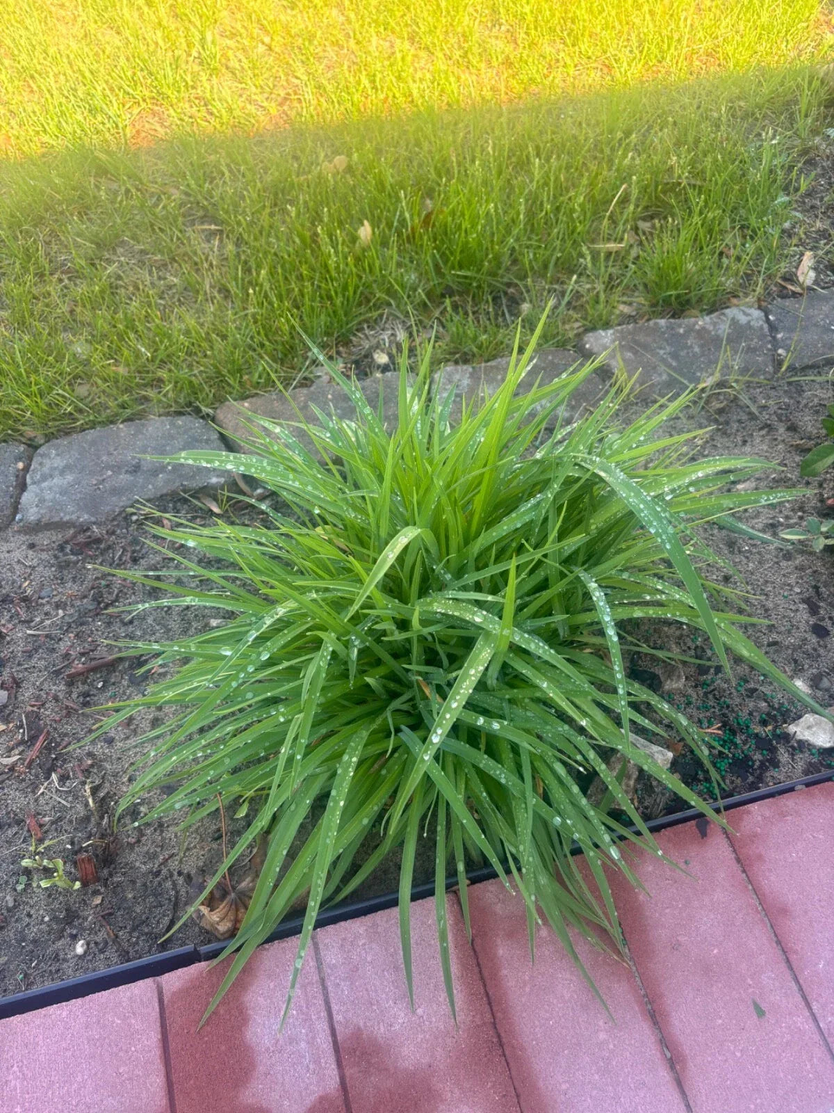 Golden Yellow Stella Daylilies - 10 Bare Root Plants - Hemerocallis 'Stella de Oro' - Perennial Flowering Plants for Garden