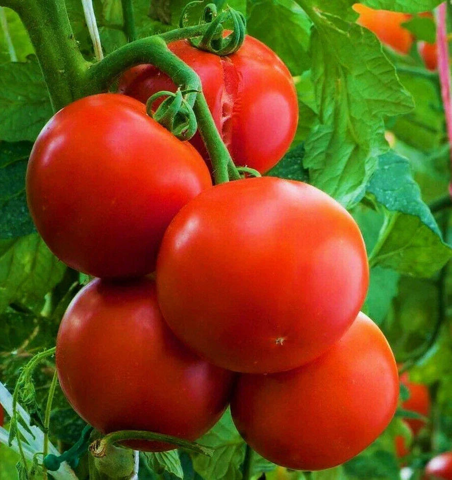Ace 55 Tomato Seeds | 50 Count | Indeterminate Beefsteak Variety | Solanum lycopersicum | Non-GMO Vegetable Seeds