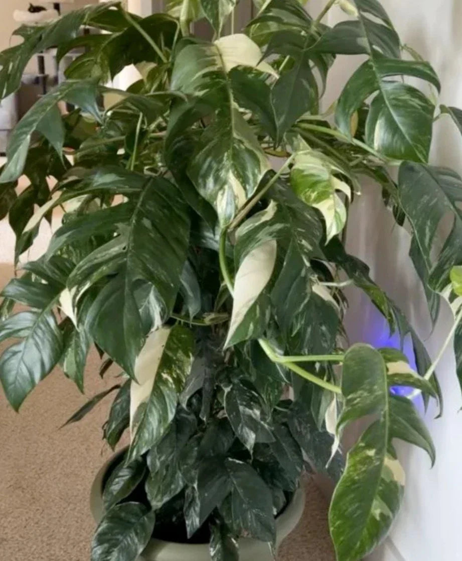 Albo Pothos Cutting - Fresh Marble Variegation - Rare Houseplant - Epipremnum Pinnatum - Easy Care Indoor Plant