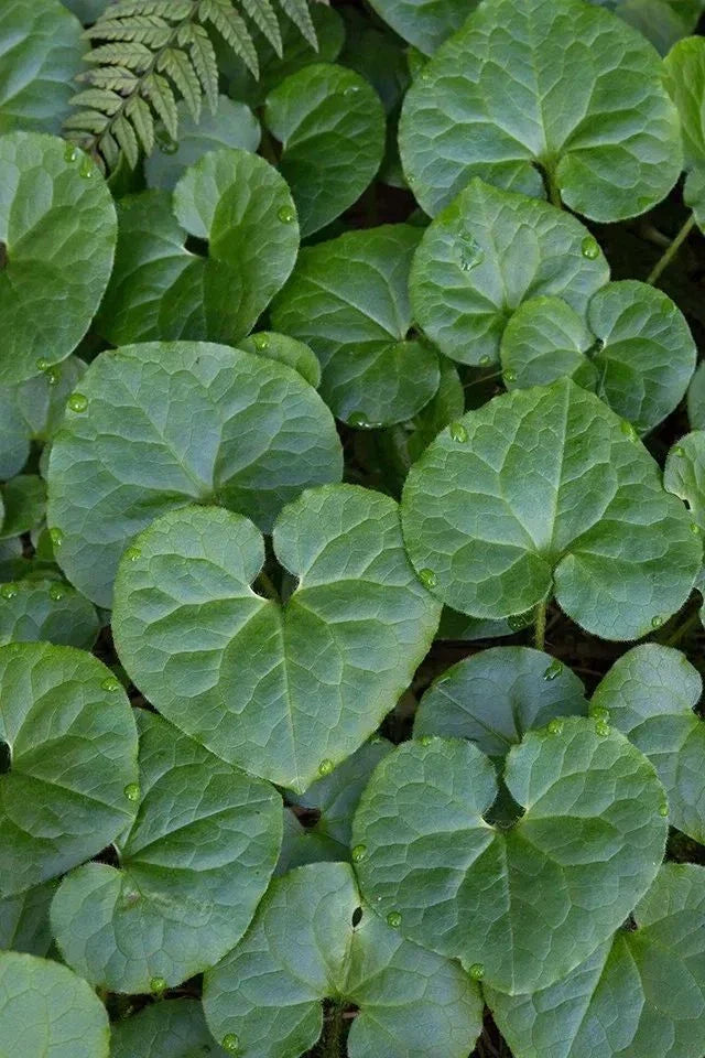 Wild Ginger Bare-root Plant | Heart-shaped Leaves | Deer Resistant Ground Cover | Asarum canadense | Shade Tolerant