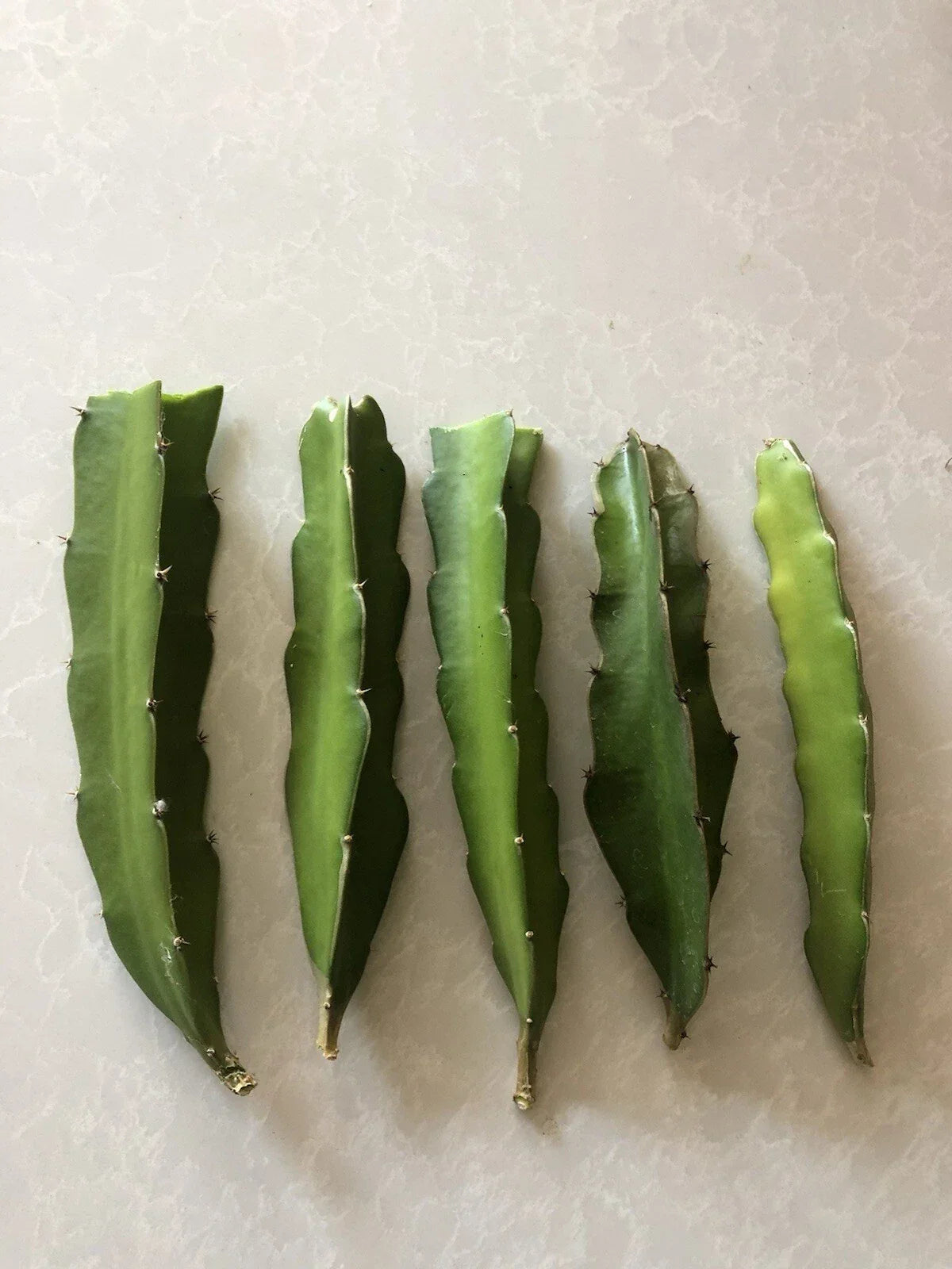 Red Dragon Fruit Cuttings 5 Pcs Pink Skin Red Flesh Hylocereus undatus Fresh Planting Material for Home Garden
