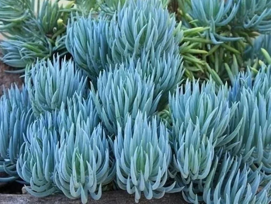 Blue Chalk Sticks Succulent Cutting - Rare Easy Care Live Plant - Senecio mandraliscae - Vibrant Blue-Green Leaves