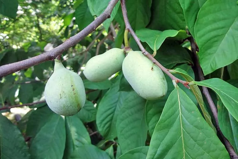 Paw Paw Tree Seeds 6 Pack - Organic Asimina triloba Fruit Seeds for Planting - Grow Your Own Delicious Fruit Trees