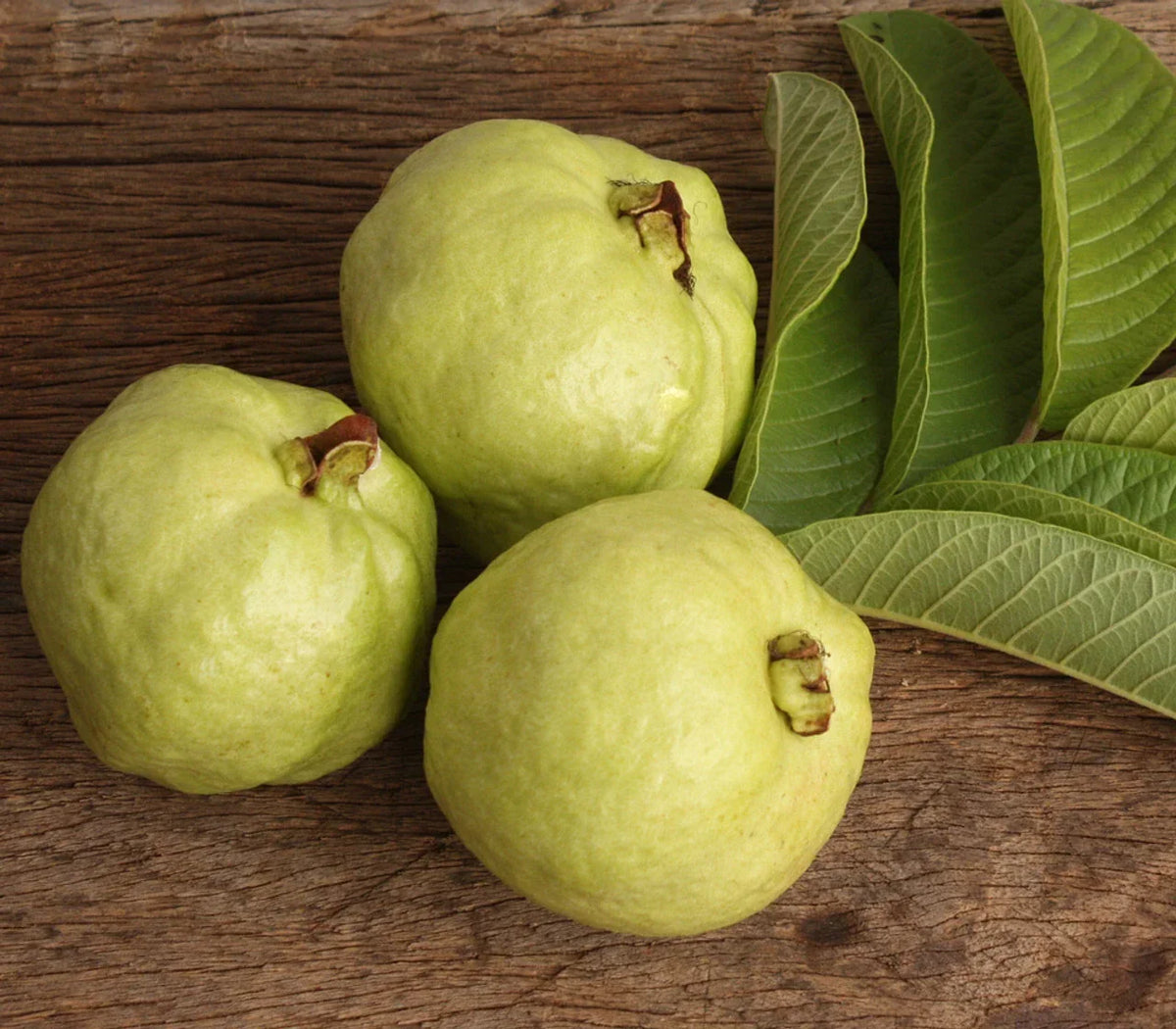 Lucknow 49 Guava Seeds - 50+ Pack for Home Gardening - Psidium guajava - USA Grown, Sweet Fruit Variety