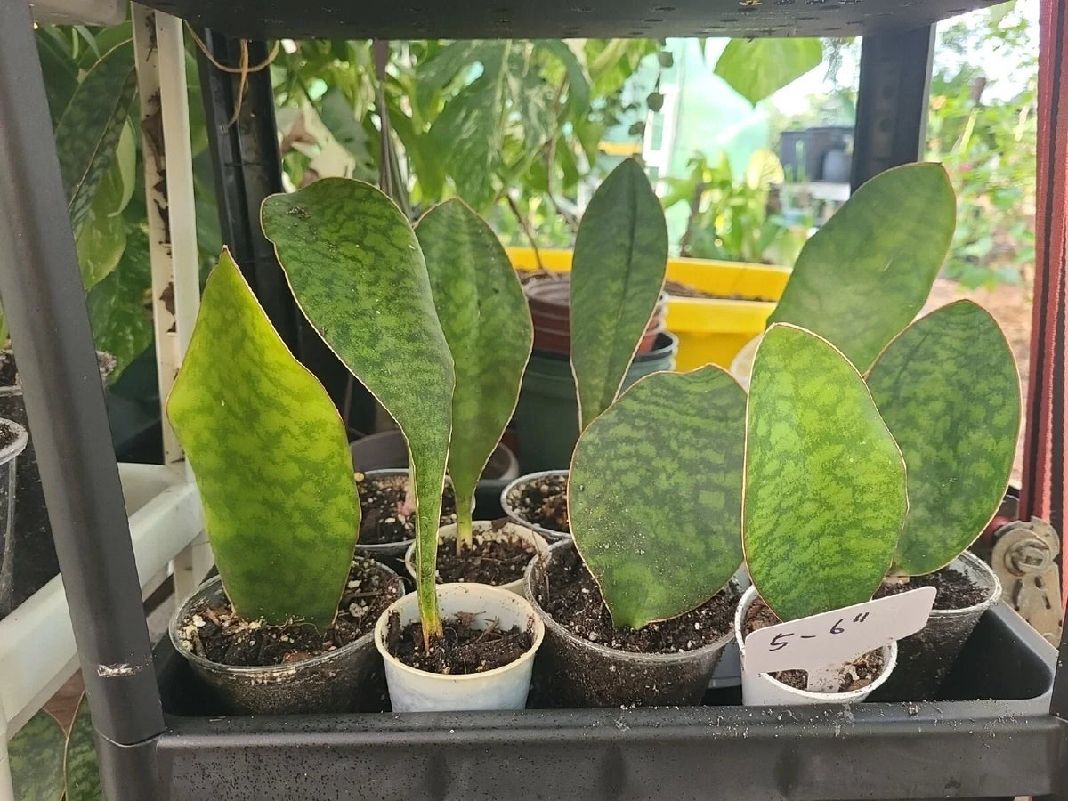 Baby Sansevieria Masoniana Whale Fin Snake Plant 5-6" in 2.5" Pot, Rooted Indoor Air Purifying Succulent, Sansevieria masoniana
