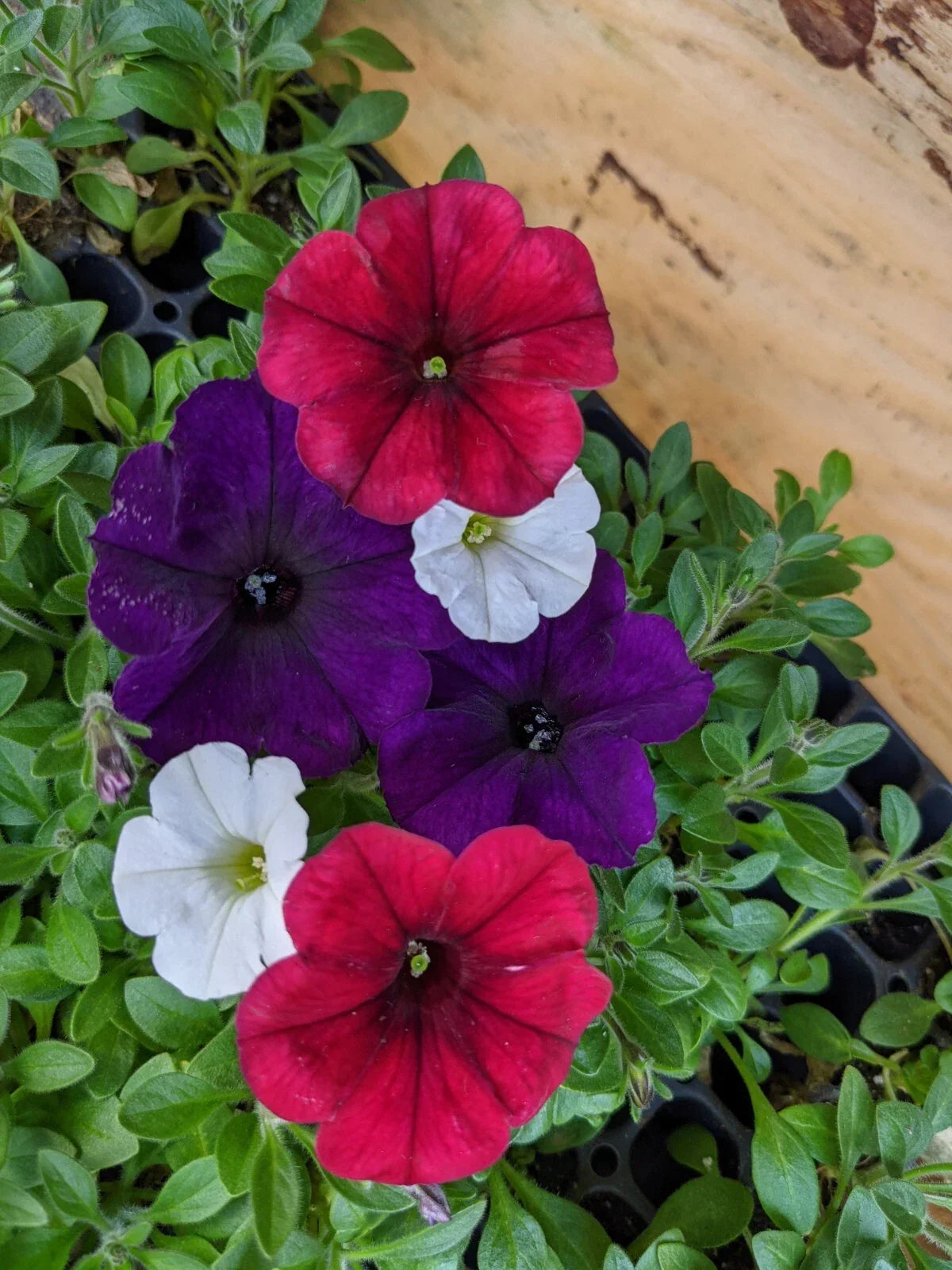 Petunia Combo Plants 9" Baby Plugs Easy Wave Red Velour Navy Velour Shock Wave White Petunia × hybrida