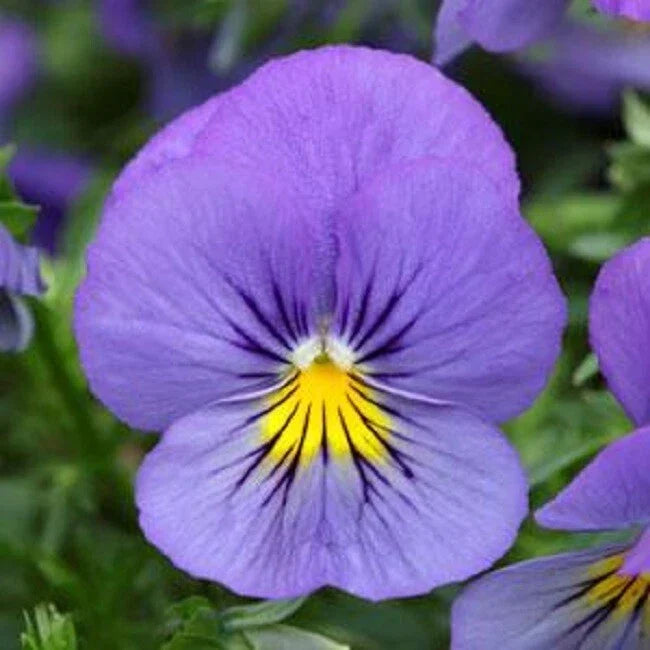15 Pansy Seeds - Cool Wave Blue Skies Trailing Pansy - Viola x wittrockiana - Perfect for Hanging Baskets
