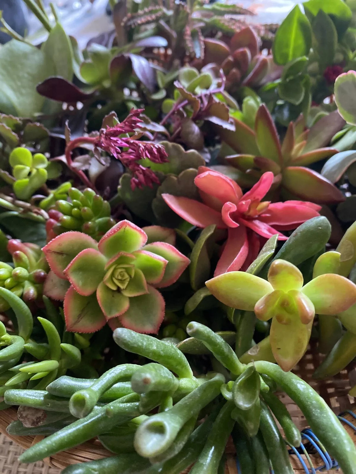 Fresh Succulent Cuttings Assortment of 5 Unique Varieties + 1 Free Cutting - Ideal for DIY Projects and Plant Lovers