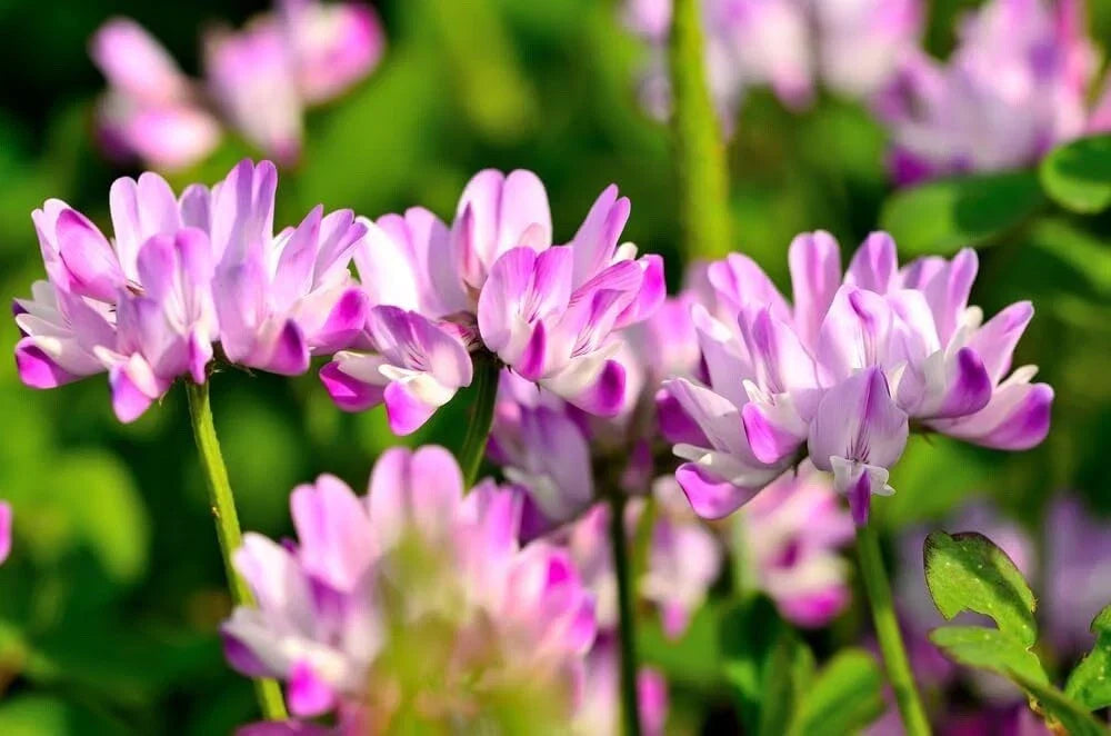 Chinese Milk Vetch Flower Seeds 500 Count - Fast-Growing Purple Blooms, Astragalus sinicus, Ideal for Pollinators & Gardens