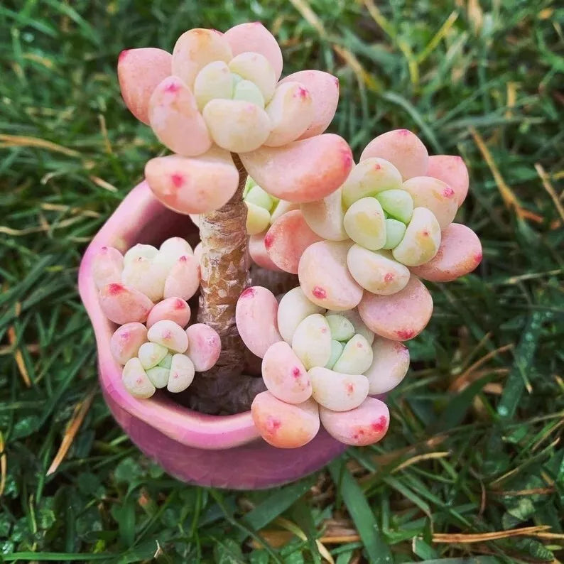 Sedum Seeds - 100 Count - Tiscalatengo Gorge Succulent Seeds - Sedum spp. for Home Gardening, Rock Gardens, and Containers