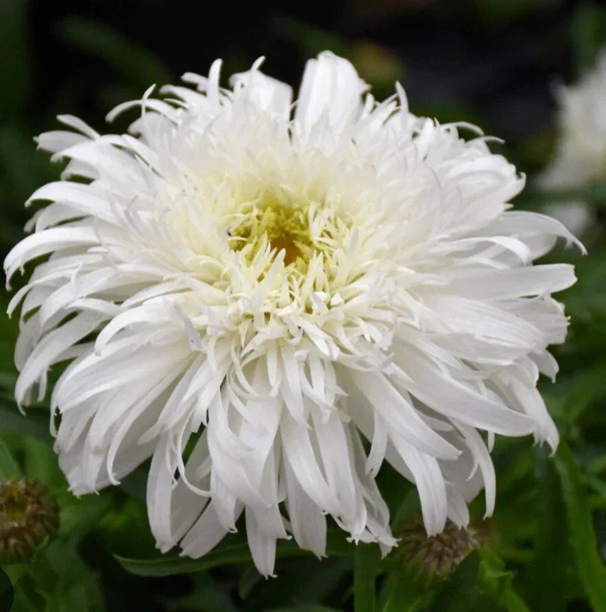 Daisy Marshmallow Seeds - Perennial Flower - Malva sylvestris - Soft Pink & White Blooms for Garden or Container - 100 Pack