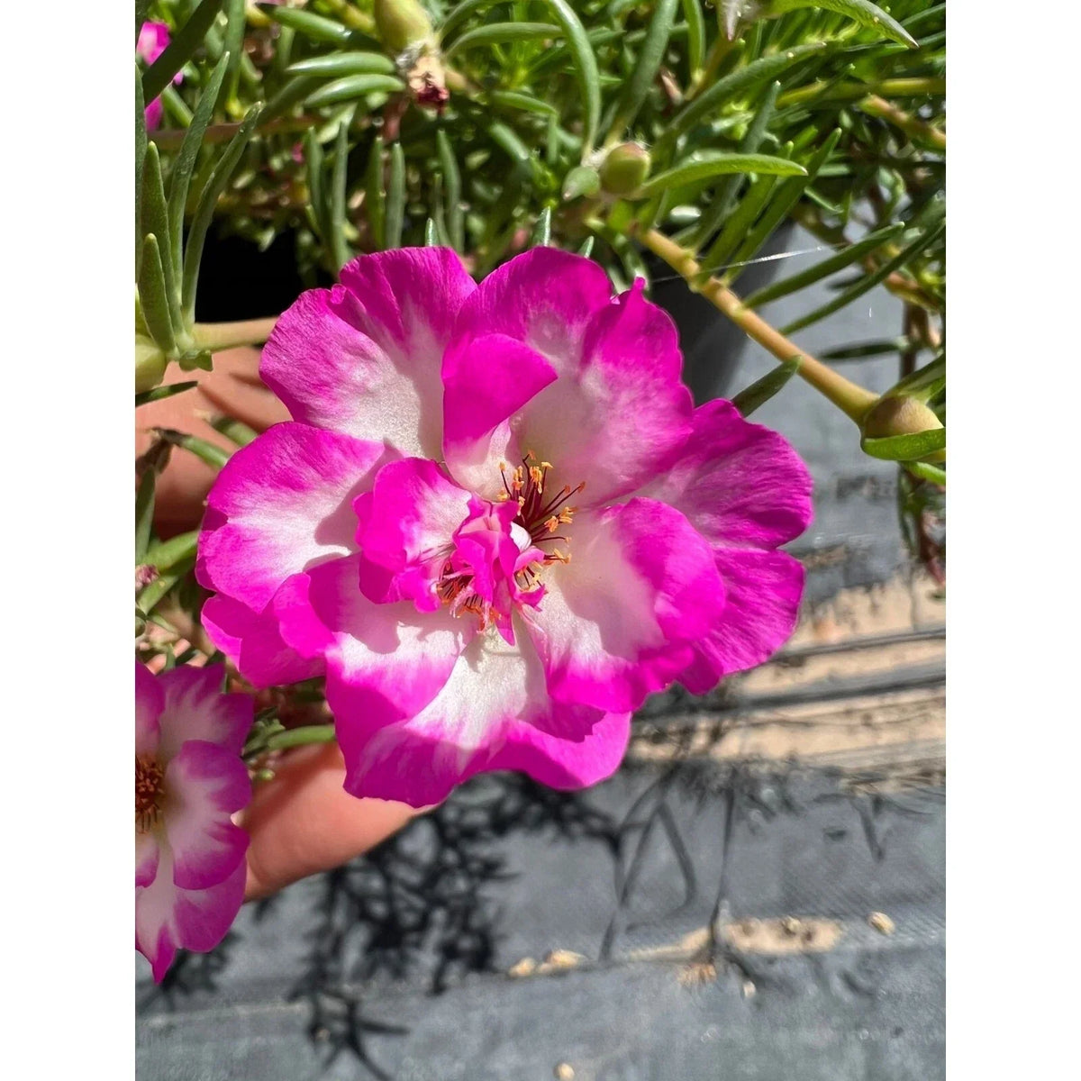 Pinky Snow Cuttings, 4" Stem, Flowering Succulent Ground Cover, Portulaca grandiflora, Drought-Tolerant, Full Sun